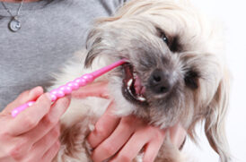 歯磨きをする老犬