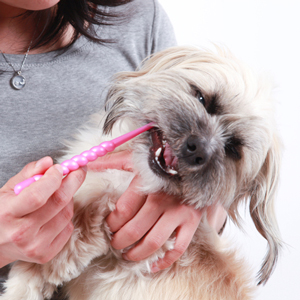 歯磨きをする老犬