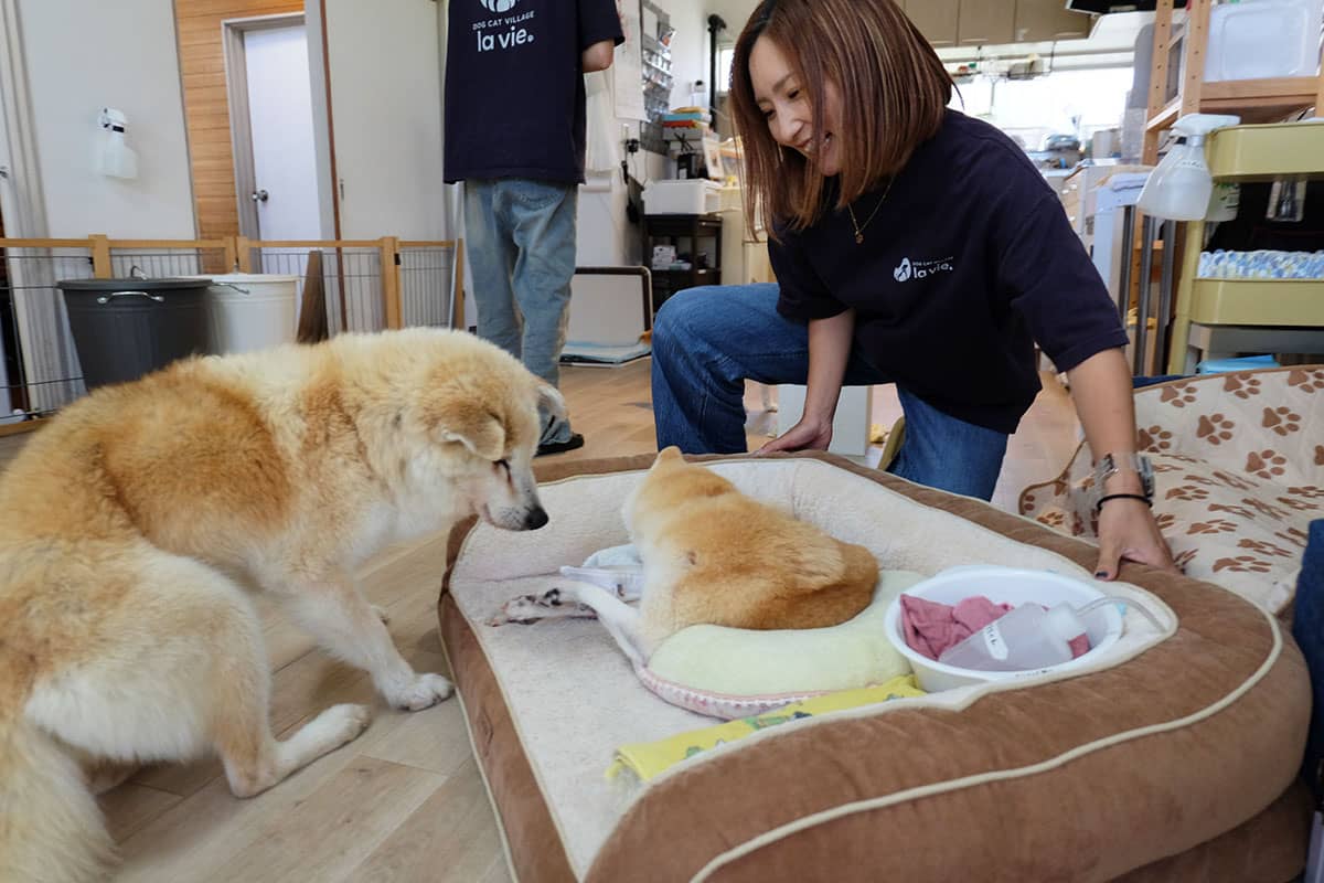 DOG CAT VILLAGE lavie_介護風景