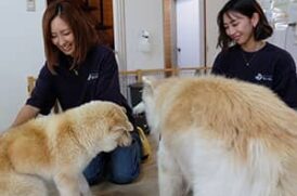 DOG CAT VILLAGE lavie_介護風景
