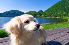 旅行中の老犬