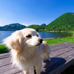 旅行中の老犬