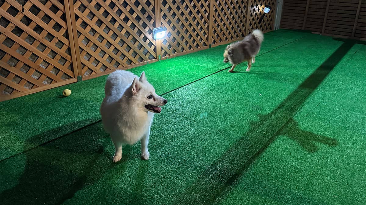 老犬介護ホーム・ペットホテルMKPわんこホーム_ドッグラン