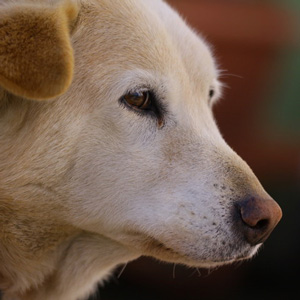 老犬の鼻