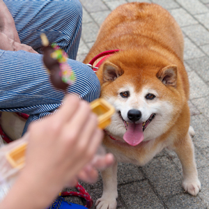 食欲旺盛な老犬