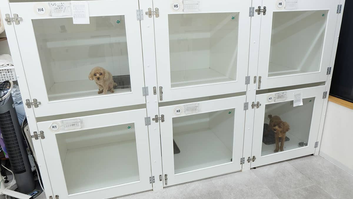 Row of white glass-front animal kennels mounted on the wall; a small dog sits in the top-left cage (H4). 2. Small dog in a white glass-front cage labeled H4; other cages appear empty. 3. Two-tier kennel wall with glass doors; dogs visible in the top-left and bottom-right cages. 4. Indoor pet kennels with white frames and glass fronts; most cages are empty, two contain dogs. 5. Clinic-style animal cages with clear glass fronts; a light-brown dog is in the bottom-right cage.