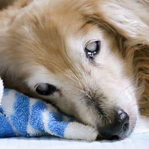老犬の目の病気